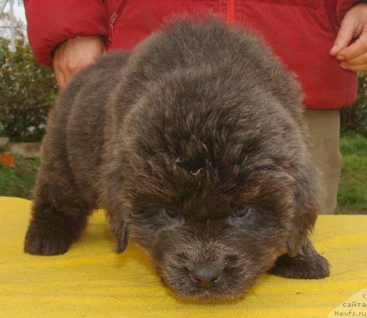 Фото: ньюфаундленд Fairweathers Rare and Precious, Tat'yana YAkovleva (Татьяна Яковлева)