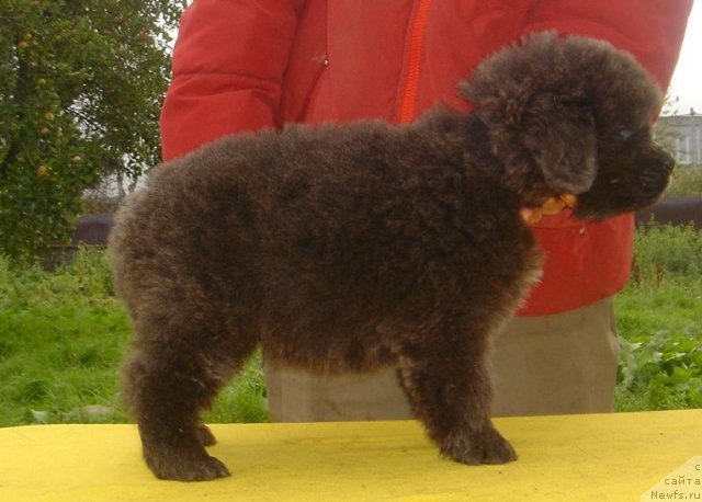 Фото: ньюфаундленд Fairweathers Rare and Precious, Tat'yana YAkovleva (Татьяна Яковлева)