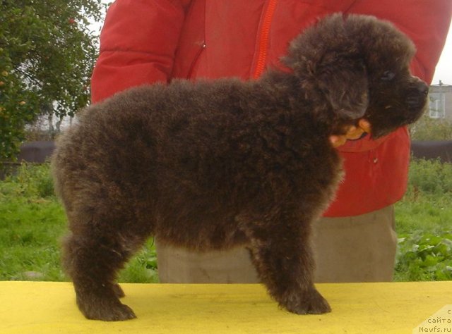 Фото: ньюфаундленд Fairweathers Rare and Precious, Tat'yana YAkovleva (Татьяна Яковлева)