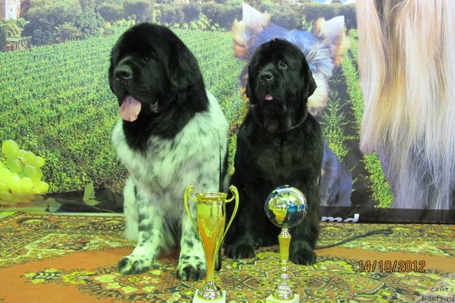 Фотография № 108958