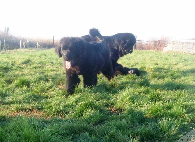 Фото: ньюфаундленд Njufort Natali (Ньюфорт Натали), ньюфаундленд N'yufort Uitni Tradiciya Legendyi (Ньюфорт Уитни Традиция Легенды), ньюфаундленд N'yufort Taym's Gold Aleksa (Ньюфорт Тайм'с Голд Алекса)