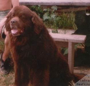 Фото: ньюфаундленд Gryem Alrif Botsveyn (Грэм Алриф Ботсвейн)