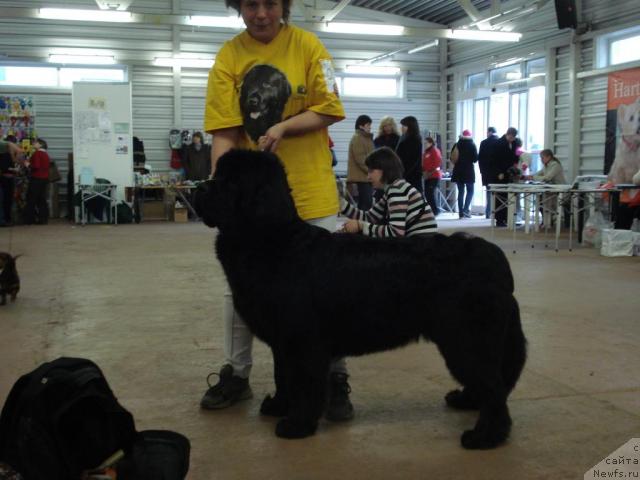 Фото: ньюфаундленд Talula Bell (Талула Белл), Anna Kovalyova (Анна Ковалёва)