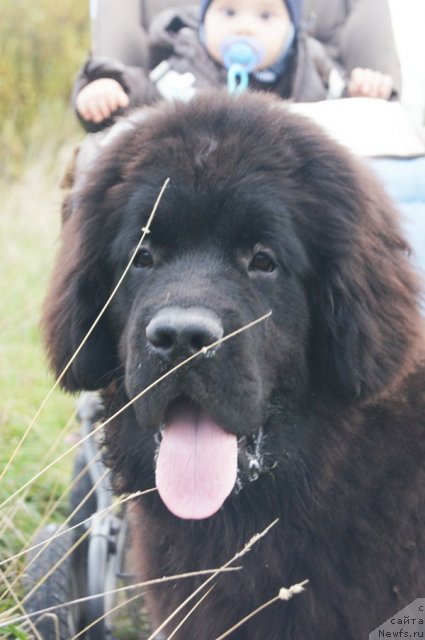 Фото: ньюфаундленд Beguschaya po Volnam Foget Mi Not (Бегущая по Волнам Фогет Ми Нот)