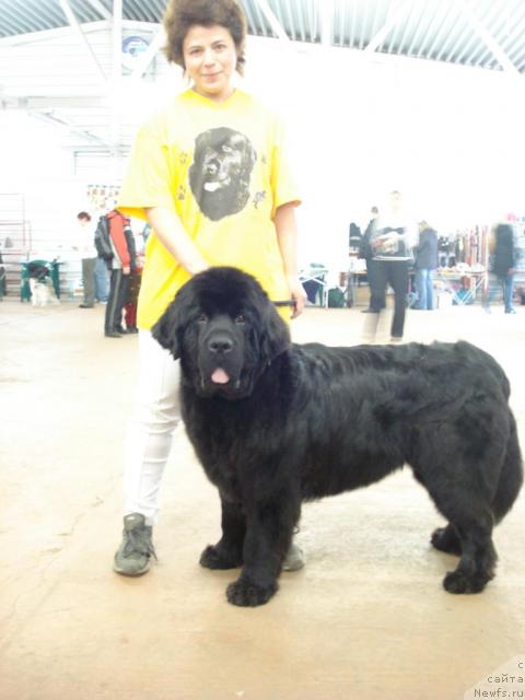 Фото: ньюфаундленд Talula Bell (Талула Белл), Anna Kovalyova (Анна Ковалёва)