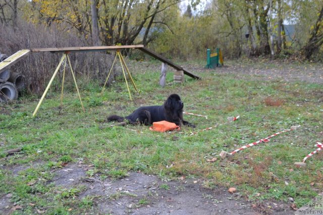 Фото: ньюфаундленд Sent Djons Ulrika (Сент Джонс Ульрика)