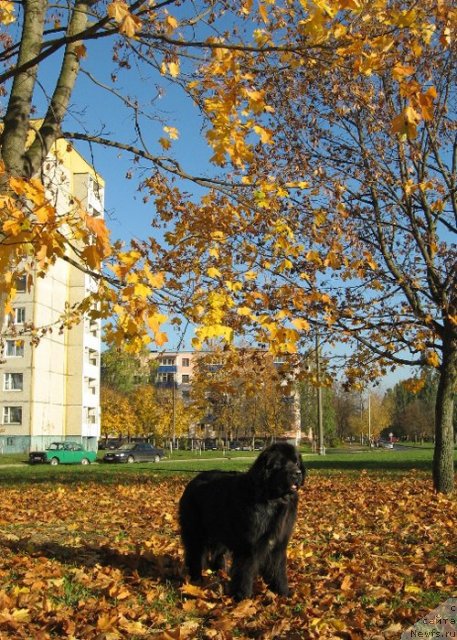 Фото: ньюфаундленд Key to My Heart Midnight Bear