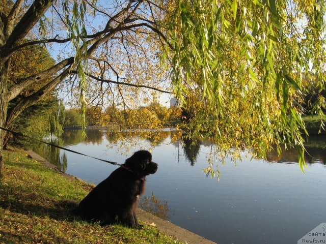 Фото: ньюфаундленд Key to My Heart Midnight Bear