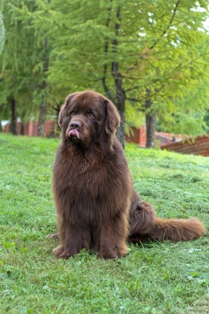 Фото: ньюфаундленд Lesnaja Skazka Korolevskiy Medved (Лесная Сказка Королевский Медведь)