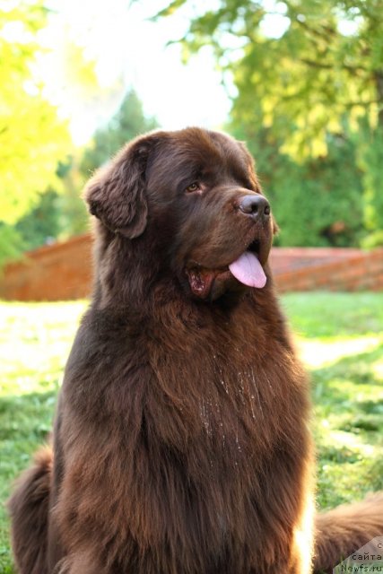 Фото: ньюфаундленд Lesnaja Skazka Korolevskiy Medved (Лесная Сказка Королевский Медведь)