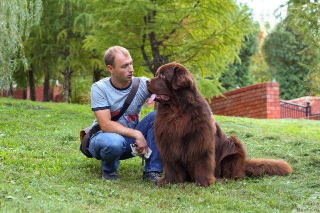 Фото: ньюфаундленд Lesnaja Skazka Korolevskiy Medved (Лесная Сказка Королевский Медведь), Dmitriy Samarcev (Дмитрий Самарцев)