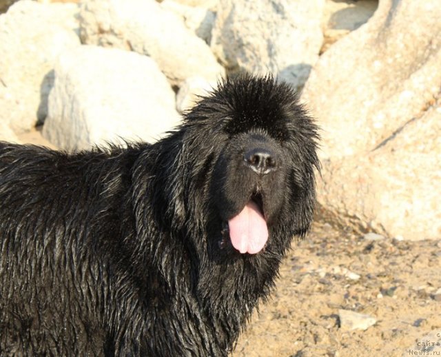 Фото: ньюфаундленд Beguschaya po Volnam Vsya Takaya Rastakaya (Бегущая по Волнам Вся Такая Растакая)