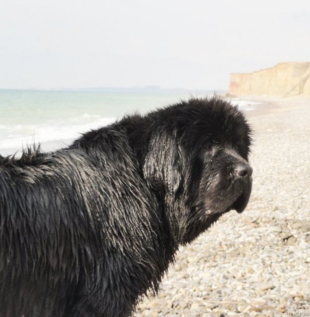 Фото: ньюфаундленд Beguschaya po Volnam Dancing Queen (Бегущая по Волнам Дансинг Квин)