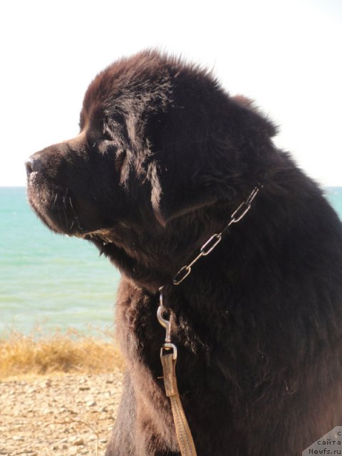 Фото: ньюфаундленд Beguschaya po Volnam Dancing Queen (Бегущая по Волнам Дансинг Квин)