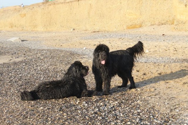 Фото: ньюфаундленд Beguschaya po Volnam Dancing Queen (Бегущая по Волнам Дансинг Квин), ньюфаундленд Beguschaya po Volnam Vsya Takaya Rastakaya (Бегущая по Волнам Вся Такая Растакая)