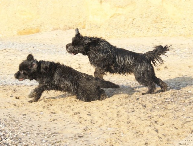 Фото: ньюфаундленд Beguschaya po Volnam Dancing Queen (Бегущая по Волнам Дансинг Квин), ньюфаундленд Beguschaya po Volnam Vsya Takaya Rastakaya (Бегущая по Волнам Вся Такая Растакая)