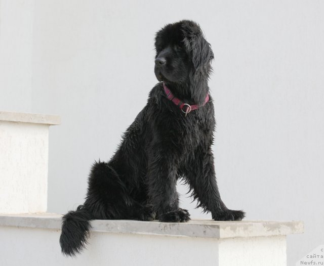 Фотография № 109012