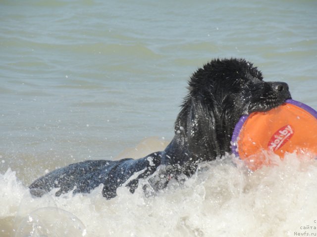 Фото: ньюфаундленд Beguschaya po Volnam Doyuble Dare (Бегущая по Волнам Доюбле Даре)