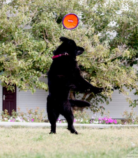Фото: ньюфаундленд Beguschaya po Volnam Doyuble Dare (Бегущая по Волнам Доюбле Даре)