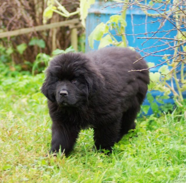 Фото: ньюфаундленд Beguschaya po Volnam Shaolin (Бегущая по Волнам Шаолинь)