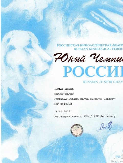 Фото: ньюфаундленд Uyutnaya Dolina Black Diamond Velinda (Уютная Долина Блэк Даймонд Велинда)