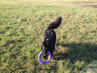 Фото: ньюфаундленд Bonni Flayt (Бонни Флайт)