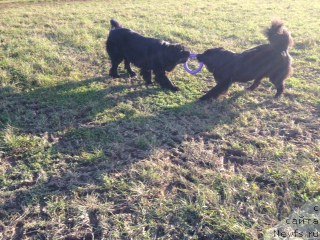 Фото: ньюфаундленд Bonni Flayt (Бонни Флайт), ньюфаундленд Restayling From SHipmyen (Рестайлинг Фром Шипмэн)