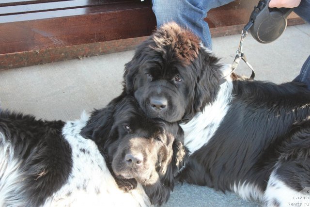 Фотография № 109023