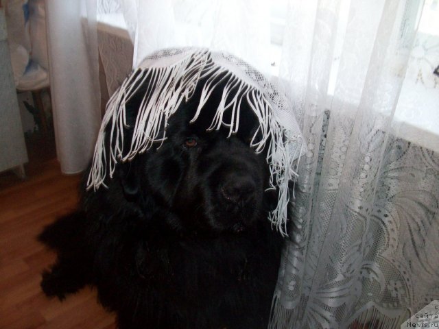 Фото: ньюфаундленд Karat iz Medvejyego Yara (Карат из Медвежьего Яра)