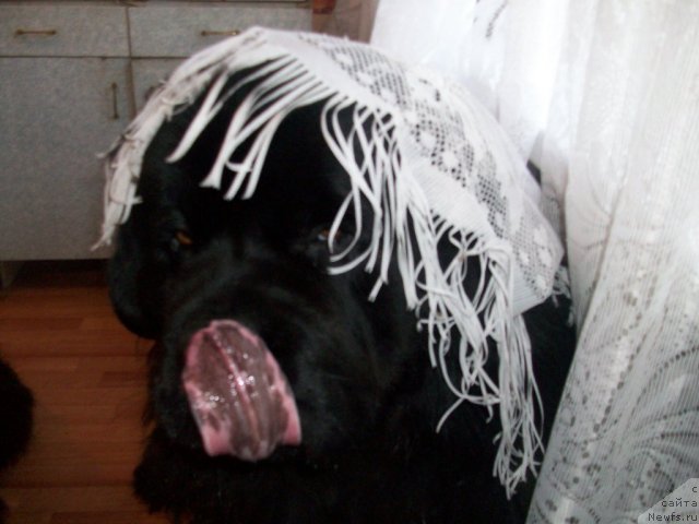 Фото: ньюфаундленд Karat iz Medvejyego Yara (Карат из Медвежьего Яра)