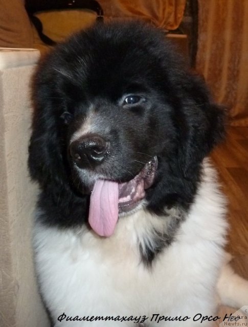 Фотография № 109029