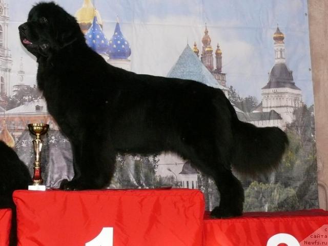 Фото: ньюфаундленд Aquatoriya Kelvin Golden Spirit (Акватория Келвин Голден Спирит)