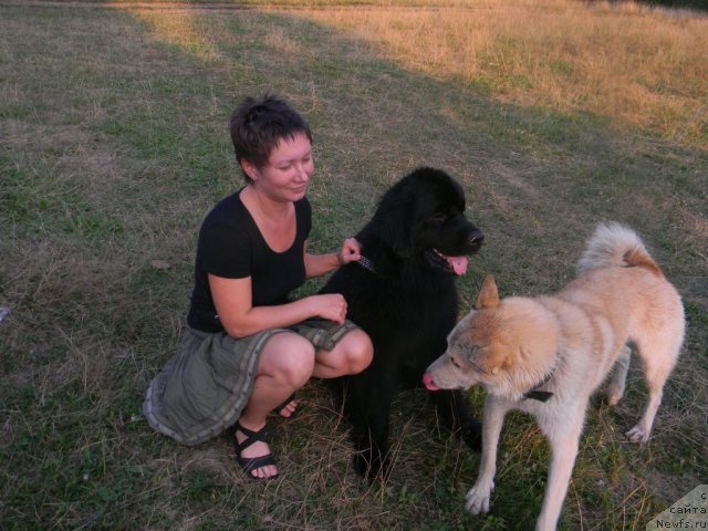 Фото: ньюфаундленд Otrada Nochi dlya N'yufort (Отрада Ночи для Ньюфорт), Natal'ya Maslova (Наталья Маслова)