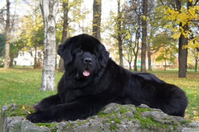 Фото: ньюфаундленд Skippers Only You for Smigar, Aleksandr Korotkov (Александр Коротков)