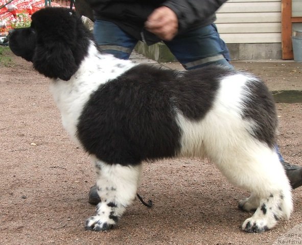 Фото: ньюфаундленд Plushevaya Pandа Citius Altius Fortius (Плюшевая Панда Цитиус Алтиус Фортиус)