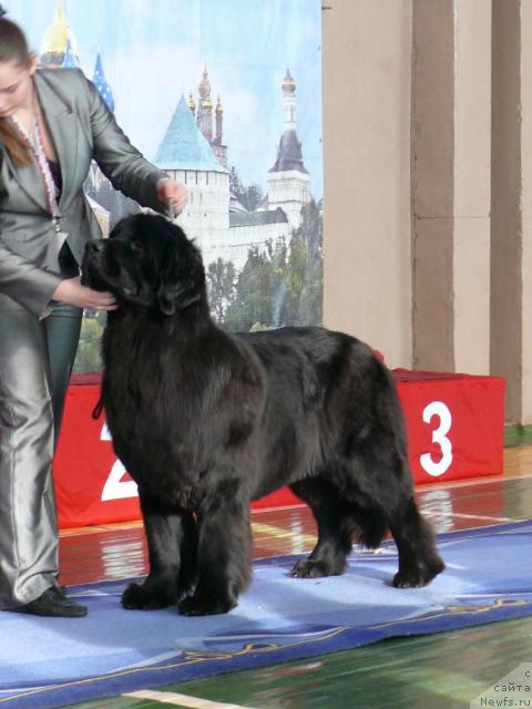 Фото: ньюфаундленд Aquatoriya Kelvin Golden Spirit (Акватория Келвин Голден Спирит)