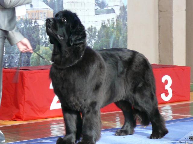 Фото: ньюфаундленд Aquatoriya Kelvin Golden Spirit (Акватория Келвин Голден Спирит)