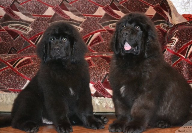 Фотография № 109064