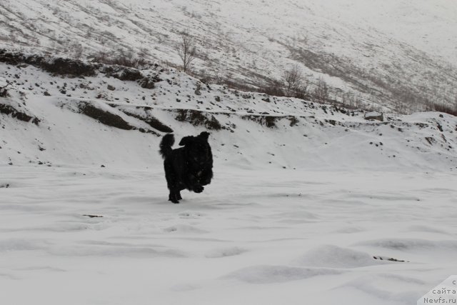 Фото: ньюфаундленд Piternyuf Nota Bene (Питерньюф Нота Бене)