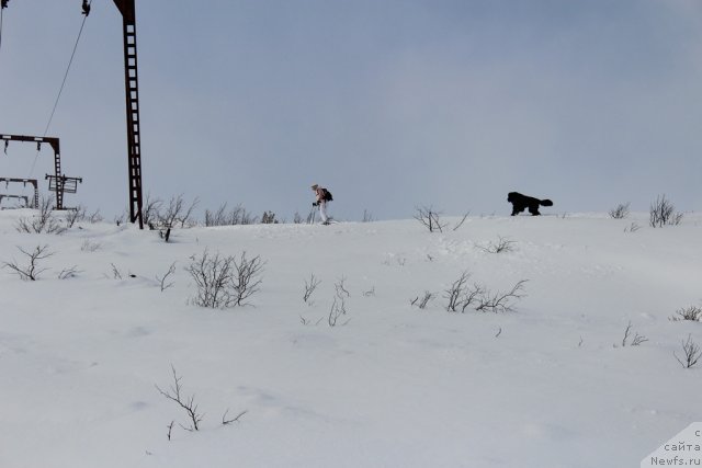 Фото: Ekaterina Zayceva (Екатерина Зайцева), ньюфаундленд Piternyuf Nota Bene (Питерньюф Нота Бене)