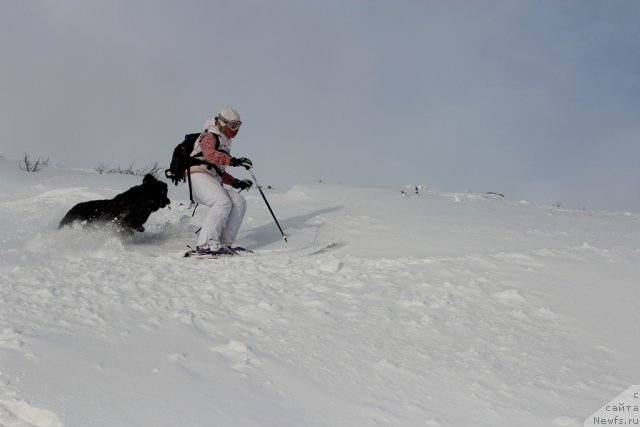 Фото: Ekaterina Zayceva (Екатерина Зайцева), ньюфаундленд Piternyuf Nota Bene (Питерньюф Нота Бене)