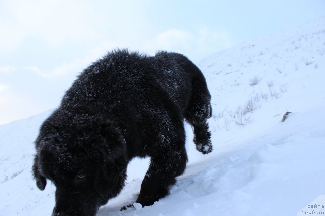 Фото: ньюфаундленд Piternyuf Nota Bene (Питерньюф Нота Бене)