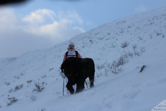 Фото: ньюфаундленд Piternyuf Nota Bene (Питерньюф Нота Бене), Ekaterina Zayceva (Екатерина Зайцева)