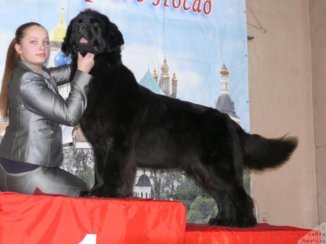 Фото: ньюфаундленд Aquatoriya Kelvin Golden Spirit (Акватория Келвин Голден Спирит), Mariya SHatilova (Мария Шатилова)