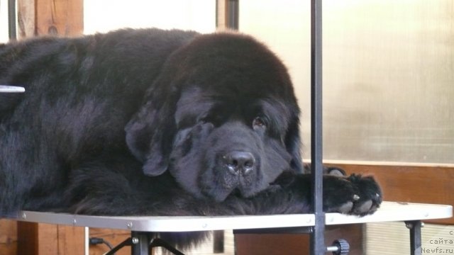 Фото: ньюфаундленд Very Fairweathers X'Got The Rhythm