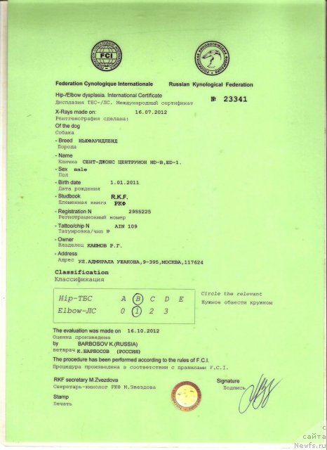 Фото: ньюфаундленд Sent Djons Centurion (Сент Джонс Центурион)