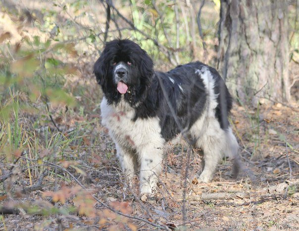 Фото: ньюфаундленд Super Premium Eseniya (Супер Премиум Есения)