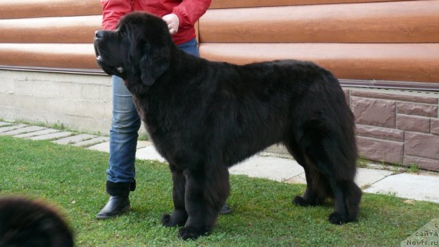 Фото: ньюфаундленд Very Fairweathers X'Got The Rhythm