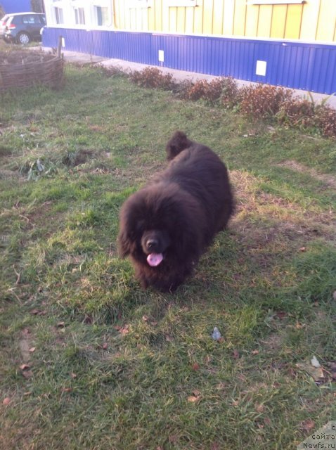 Фото: ньюфаундленд Urman Taejnyiy ot Sibirskogo Medvedya (Урман Таежный от Сибирского Медведя)