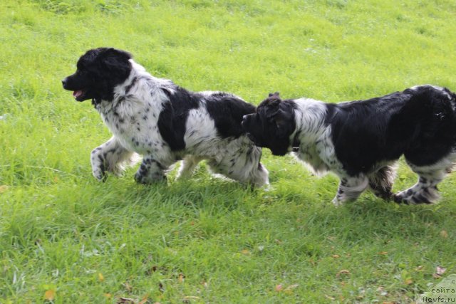 Фото: ньюфаундленд Akvian Song Zest Beautiful (Аквиан Сонг Зест Бьютифул), ньюфаундленд Akvian Song Zippi Panda (Аквиан Сонг Зиппи Панда)